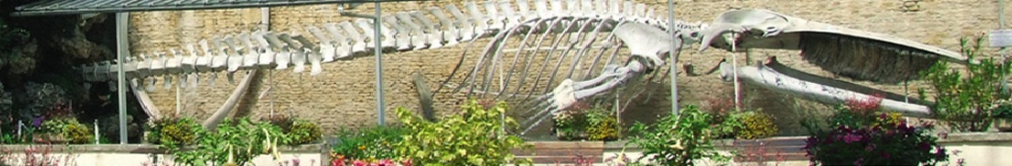 Squelette de la baleine de Luc-sur-Mer